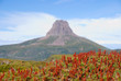 Barn Bluff with heath in foreground