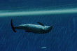 Photo: DOLPHIN SWIMMING DOLPHIN SWIMMING