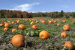 Field of pumpkins ready to harvest Field of pumpkins ready to harvest