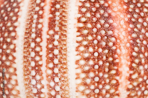 Photo: Seashell Seashell