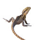 Australian water dragon Australian water dragon