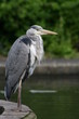 Heron in a park