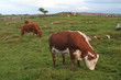 Cows at the pasture