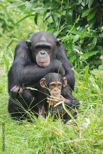 monkey and child monkey and child
