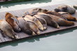 seals