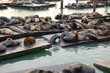 seals