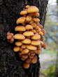 Agarics