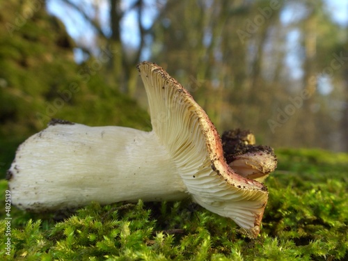 Photo: Fallen Fallen