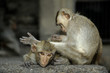 Singe