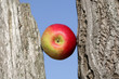 apple between