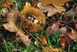 Fruits d'automne