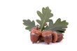 oak leafs and acorns
