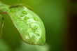 Detalii fotografie Green Leaf
