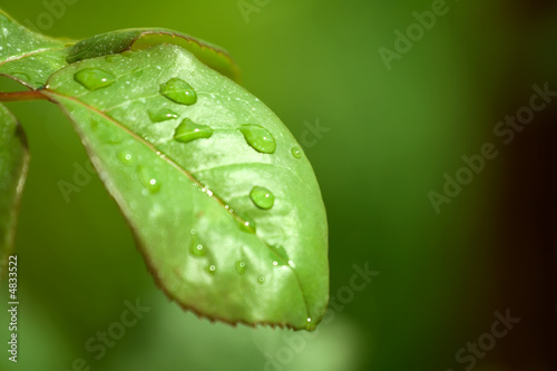 Photo: Green Leaf Green Leaf