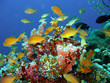 canvas print picture Coral reef fish