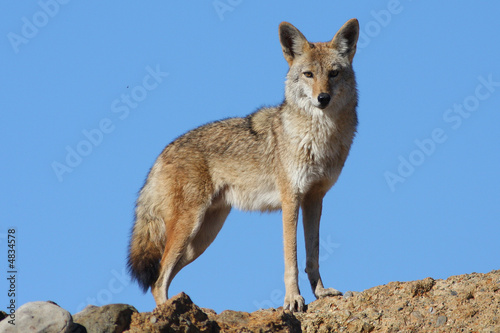 Blue Sky Coyote
