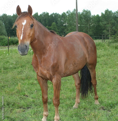 Photo: cheval cheval