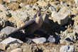 Mantling Peregrine