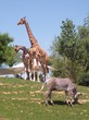 Girafes
