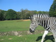 zebre zebre