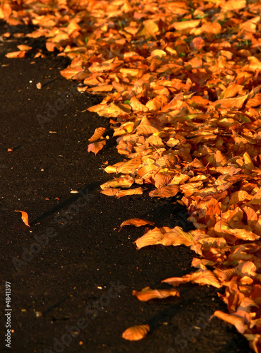 Photo: Autumn Leaves on Black Asphalt Autumn Leaves on Black Asphalt