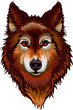 Portrait of the wolf