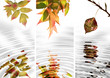 autumn leaves