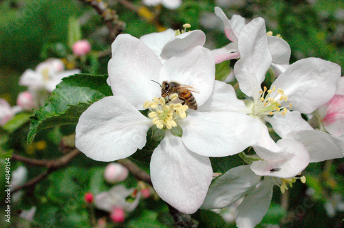 Apfelblüte Apfelblüte