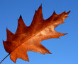Red oak leaf