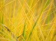 Natural background Natural background
