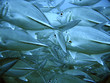 School of tuna