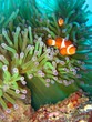 Tropical clown fish Tropical clown fish
