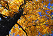 Fall elm tree Fall elm tree