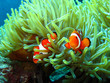 canvas print picture clown fish