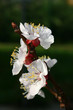Abricotier en fleurs