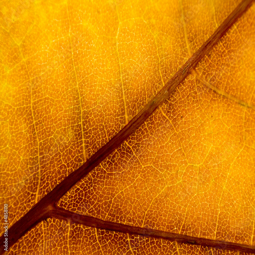 Foto: Blatt Blatt