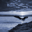 Seagull taking off