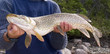 northern