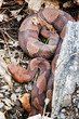 Northern Copperhead - Agkistrodon contortrix mokasen Northern Copperhead - Agkistrodon contortrix mokasen