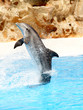 Dophin Display #3