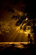 Lichtspiel im Nebel