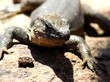 Gran Canaria Lizard
