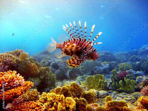 Photo: Rotfeuerfisch Rotfeuerfisch