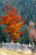 solitude tree