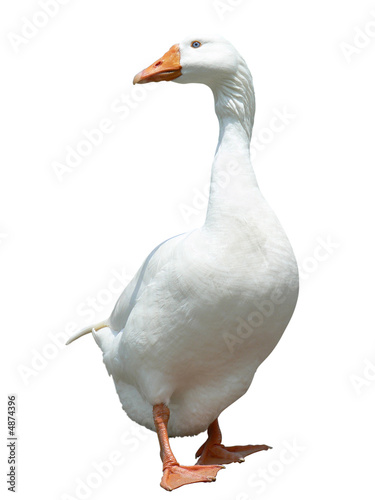 domestic goose