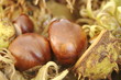 Schöne Kastanien II