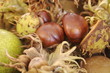 Schöne Kastanien