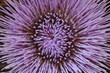 Artischocken Blume