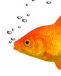 goldfish