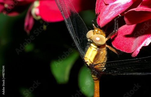 Photo: yellow dragonfly 48. yellow dragonfly 48.